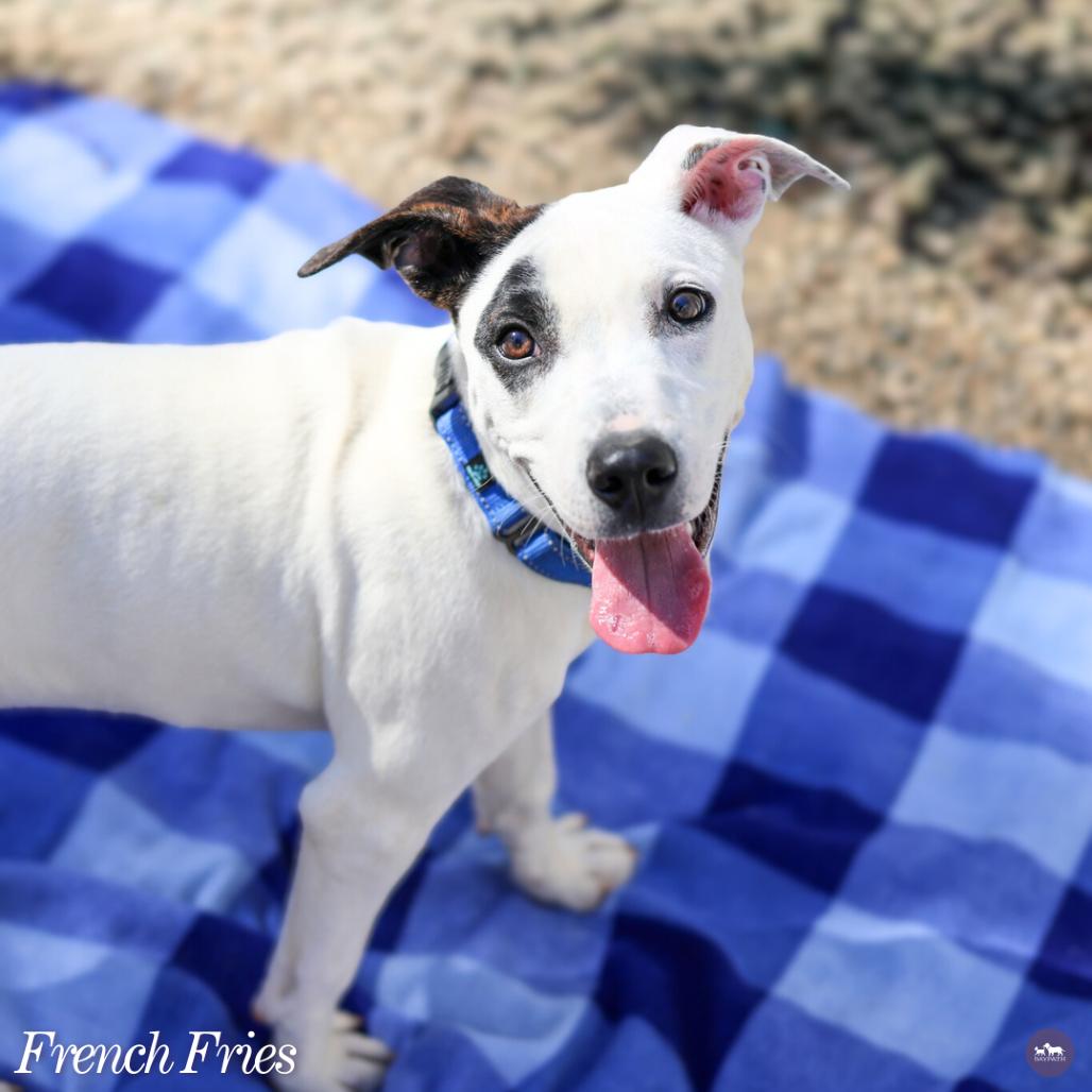 Enlarge French Fries, a Adoptable mixed breed in Hopkinton, MA image 1/6
