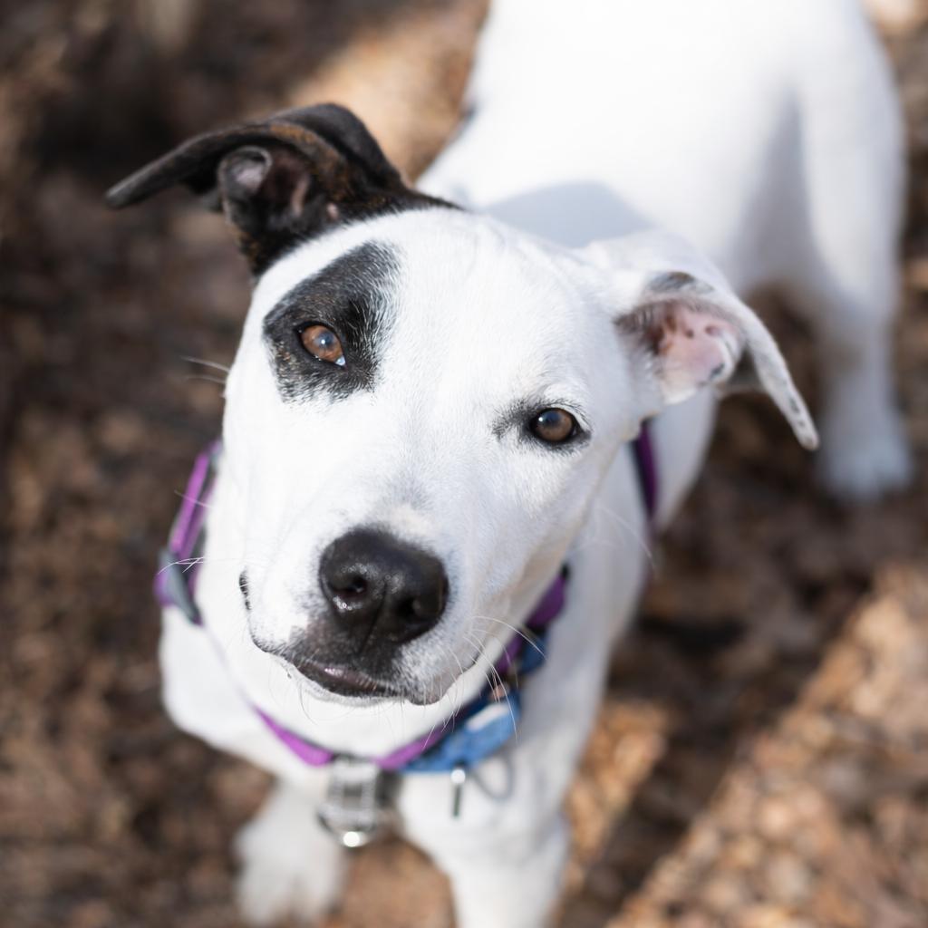 Enlarge French Fries, a Adoptable mixed breed in Hopkinton, MA image 2/6
