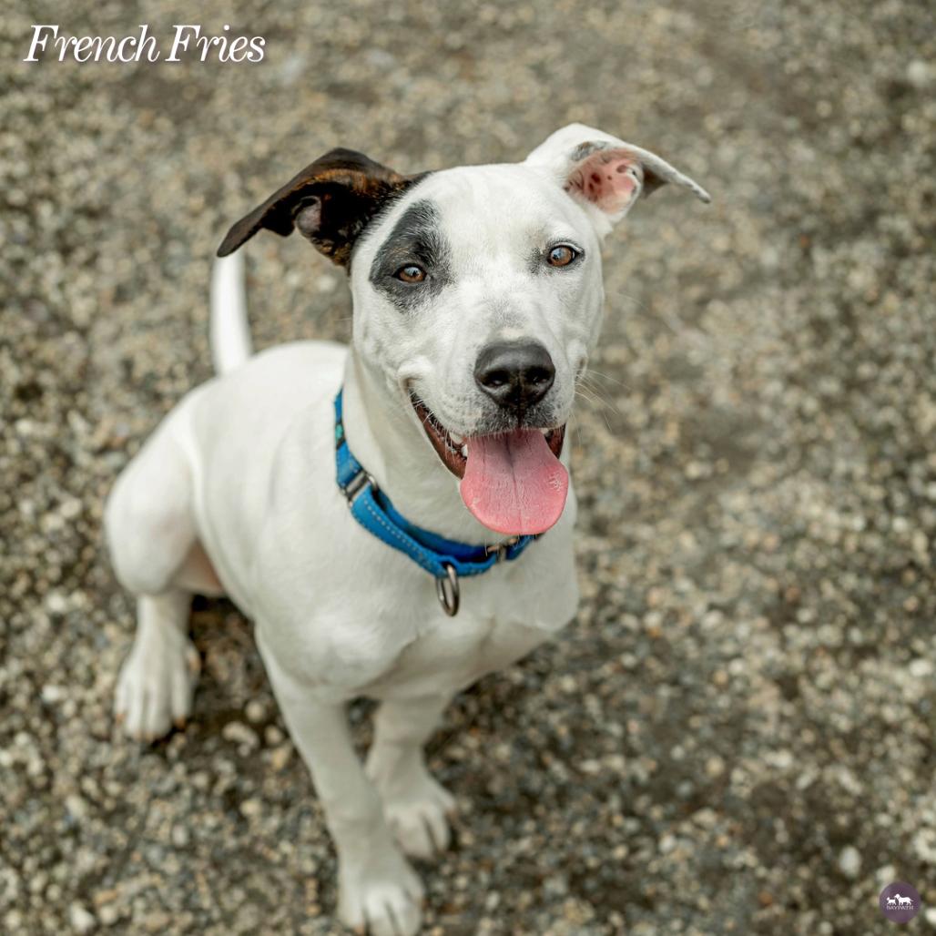 French Fries, Adoptable, Young Male Mixed Breed & Mixed Breed.