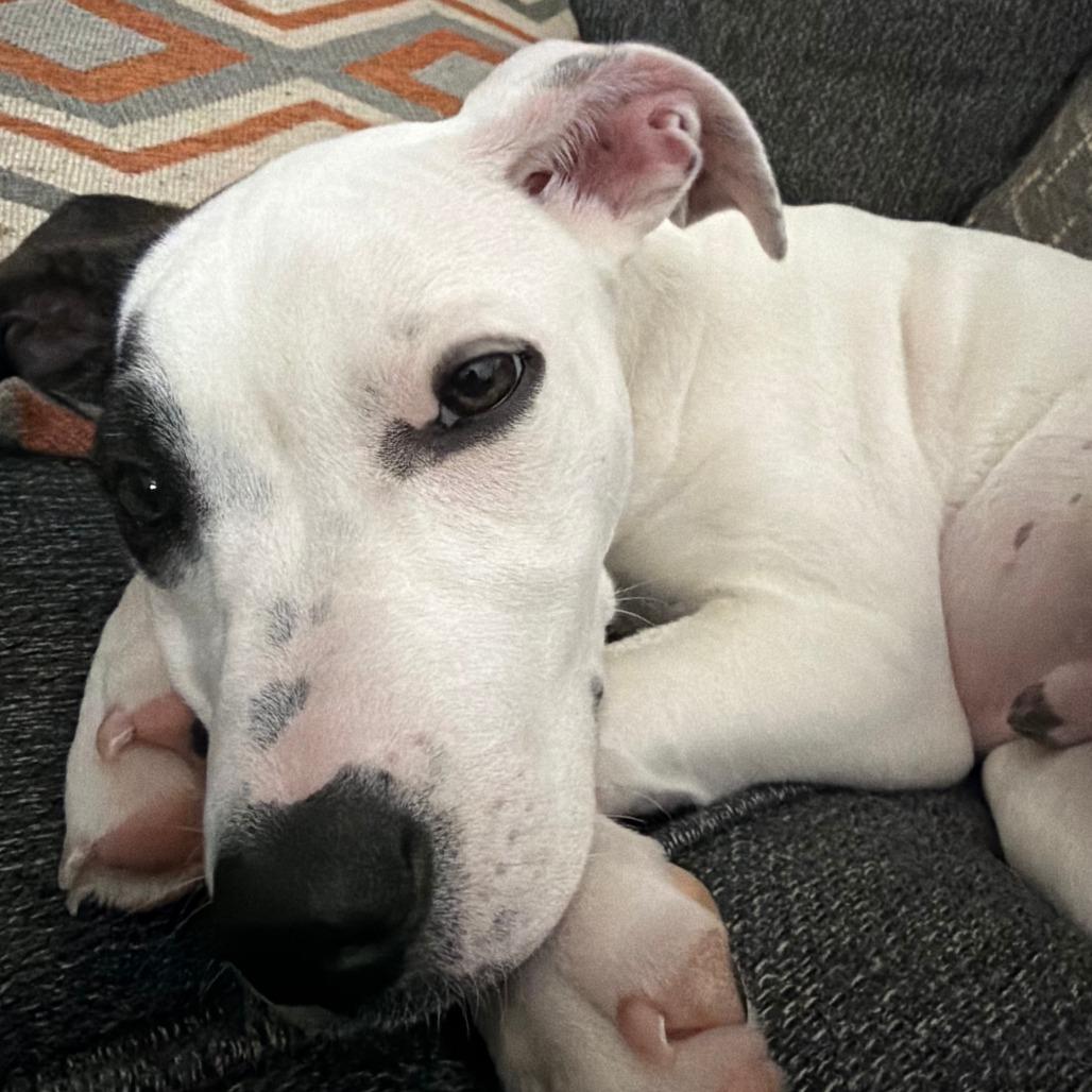 Enlarge French Fries, a Adoptable mixed breed in Hopkinton, MA image 2/6