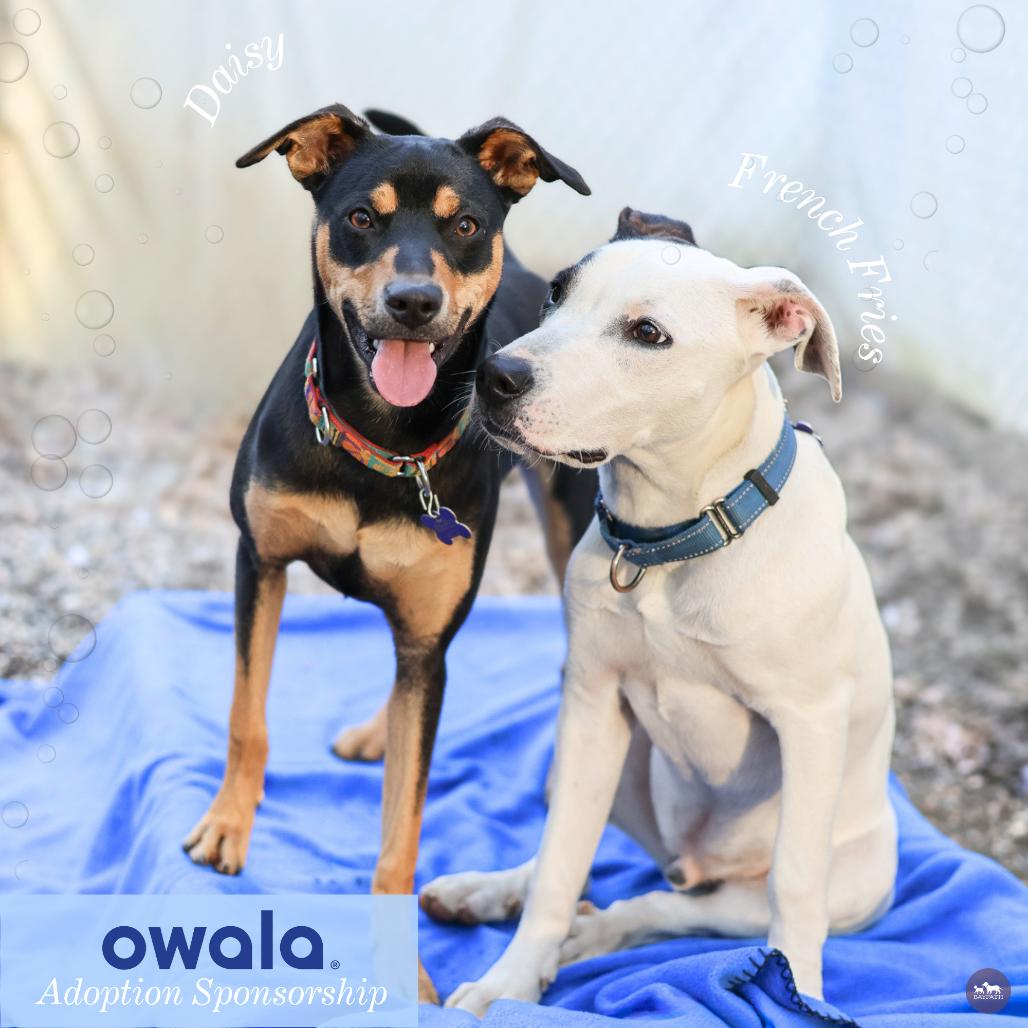 Enlarge French Fries, a Adoptable mixed breed in Hopkinton, MA image 3/6