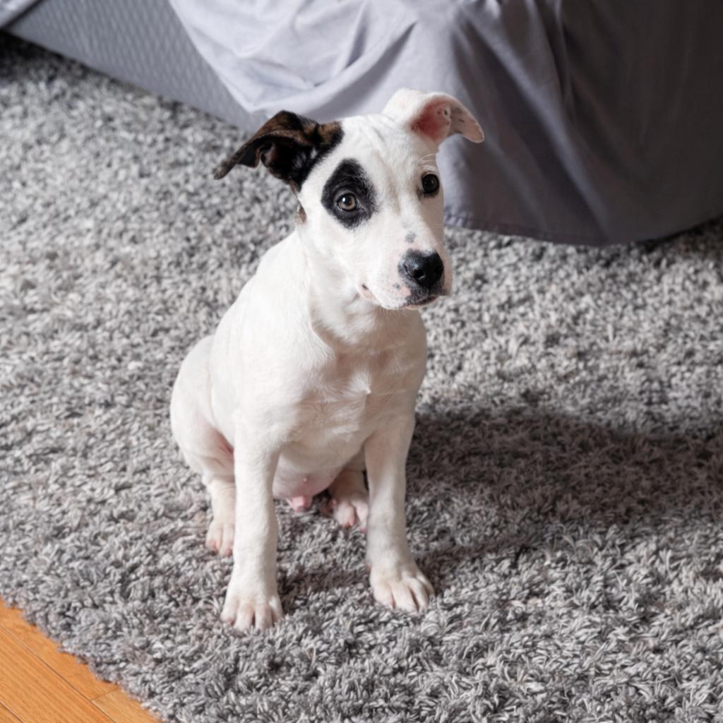 Enlarge French Fries, a Adoptable mixed breed in Hopkinton, MA image 3/6