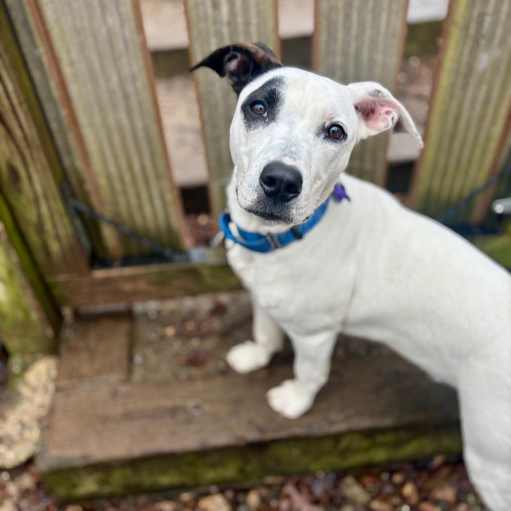 Enlarge French Fries, a Adoptable mixed breed in Hopkinton, MA image 4/6