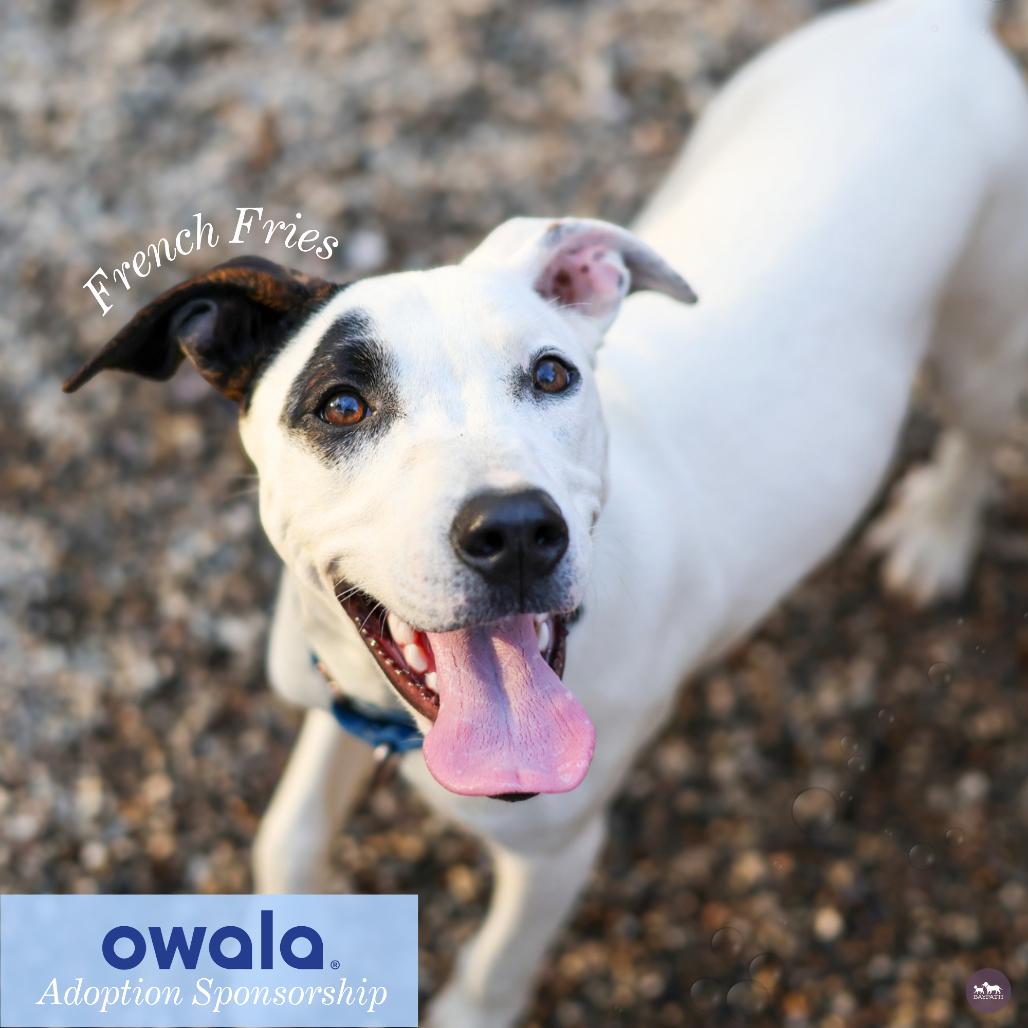 Enlarge French Fries, a Adoptable mixed breed in Hopkinton, MA image 5/6