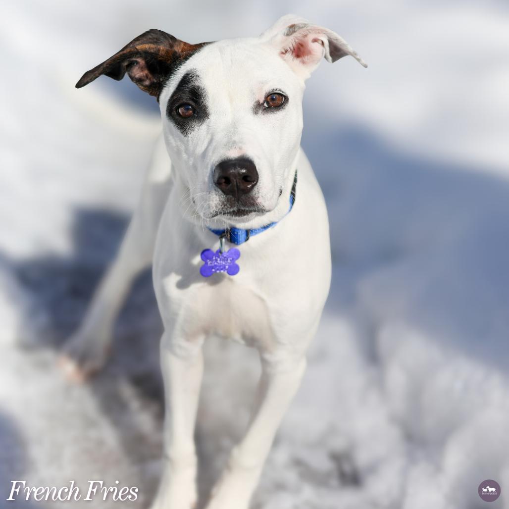 Enlarge French Fries, a Adoptable mixed breed in Hopkinton, MA image 5/6