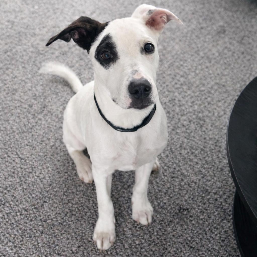 Enlarge French Fries, a Adoptable mixed breed in Hopkinton, MA image 6/6