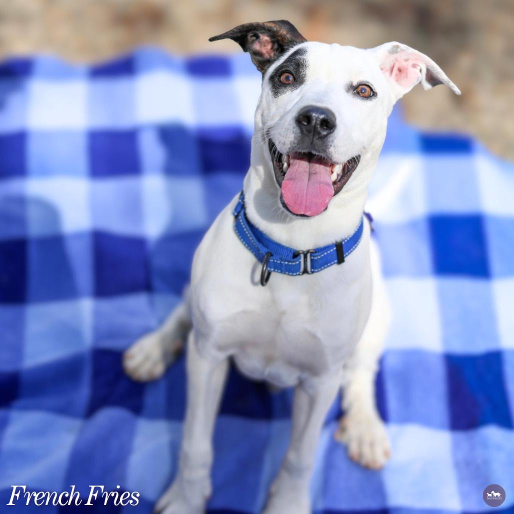 Enlarge French Fries, a Adoptable mixed breed in Hopkinton, MA image 6/6