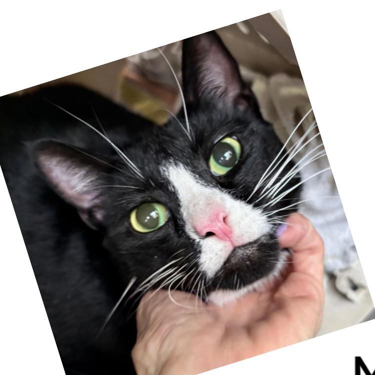 Jerry, Adoptable, Adult Male Domestic Short Hair.