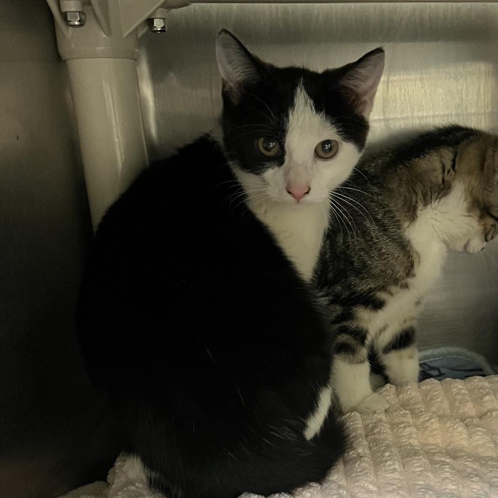 Alberta, Adoptable, Kitten Female Domestic Short Hair.