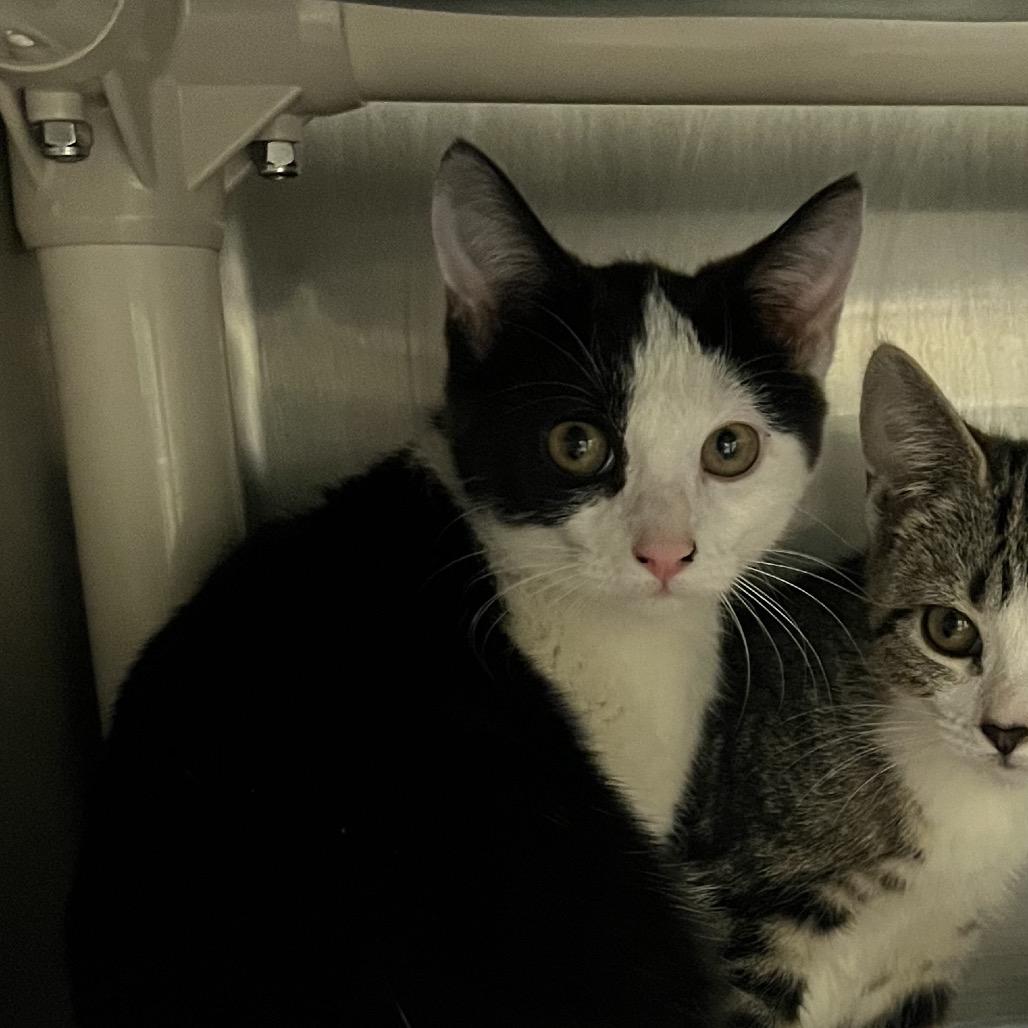 Enlarge Alberta, a Adoptable Domestic Short Hair in Bedford, NH image 2/3