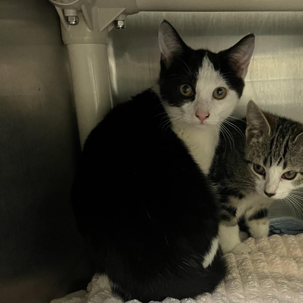 Enlarge Alberta, a Adoptable Domestic Short Hair in Bedford, NH image 3/3