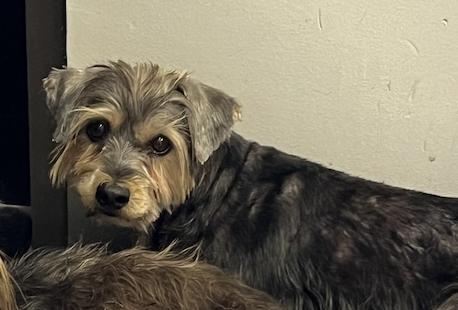 Brioni, a Adoptable Yorkshire Terrier in Spring, TX image 1/2