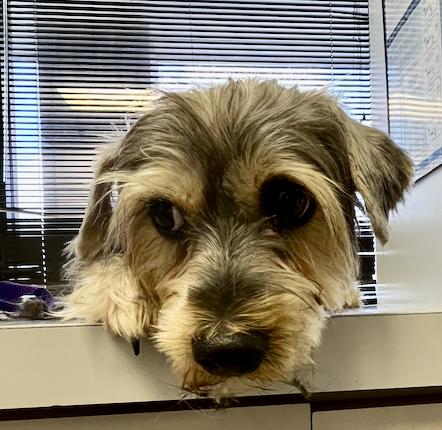 Brioni, a Adoptable Yorkshire Terrier in Spring, TX image 2/2