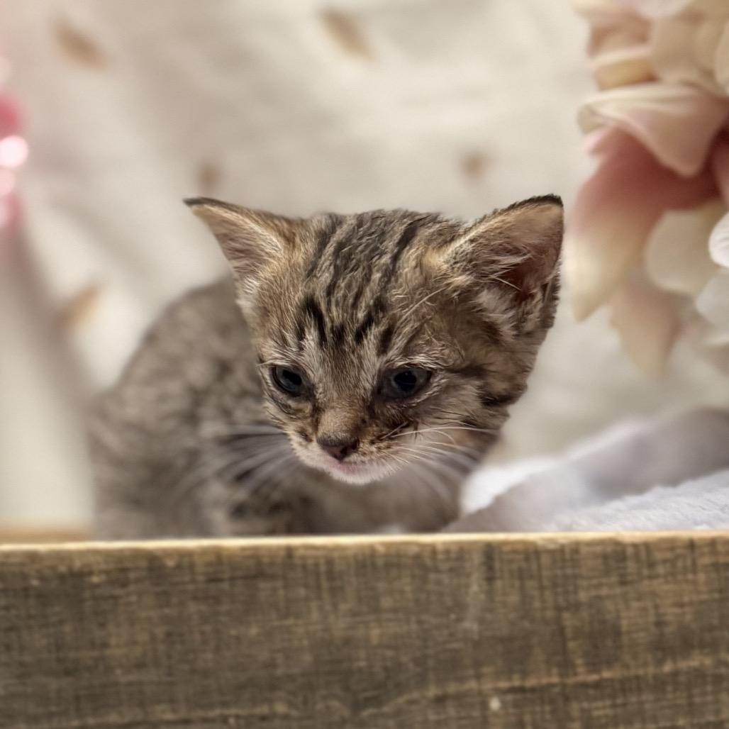 Lucy, Adoptable, Kitten Female American Shorthair.
