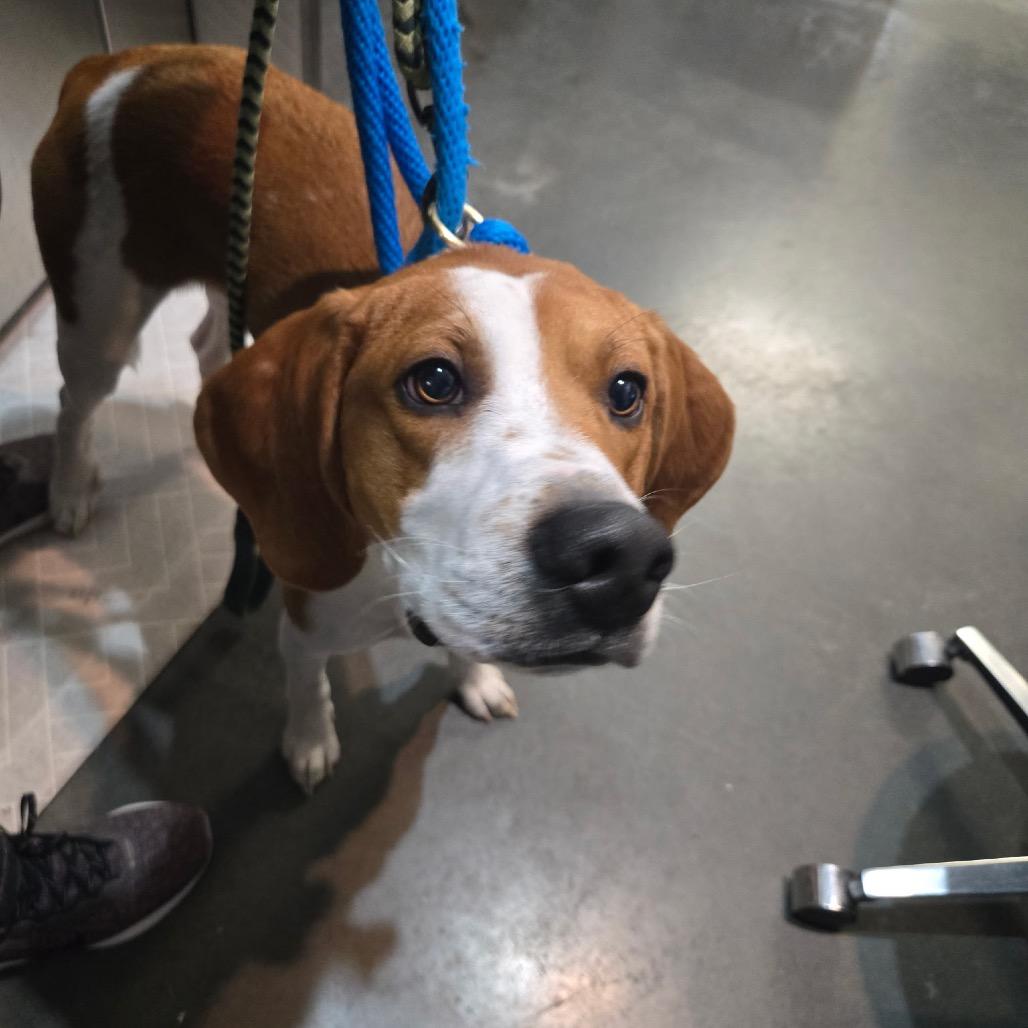 Enlarge Hopper, a Adoptable mixed breed in Idaho Falls, ID image 1/2