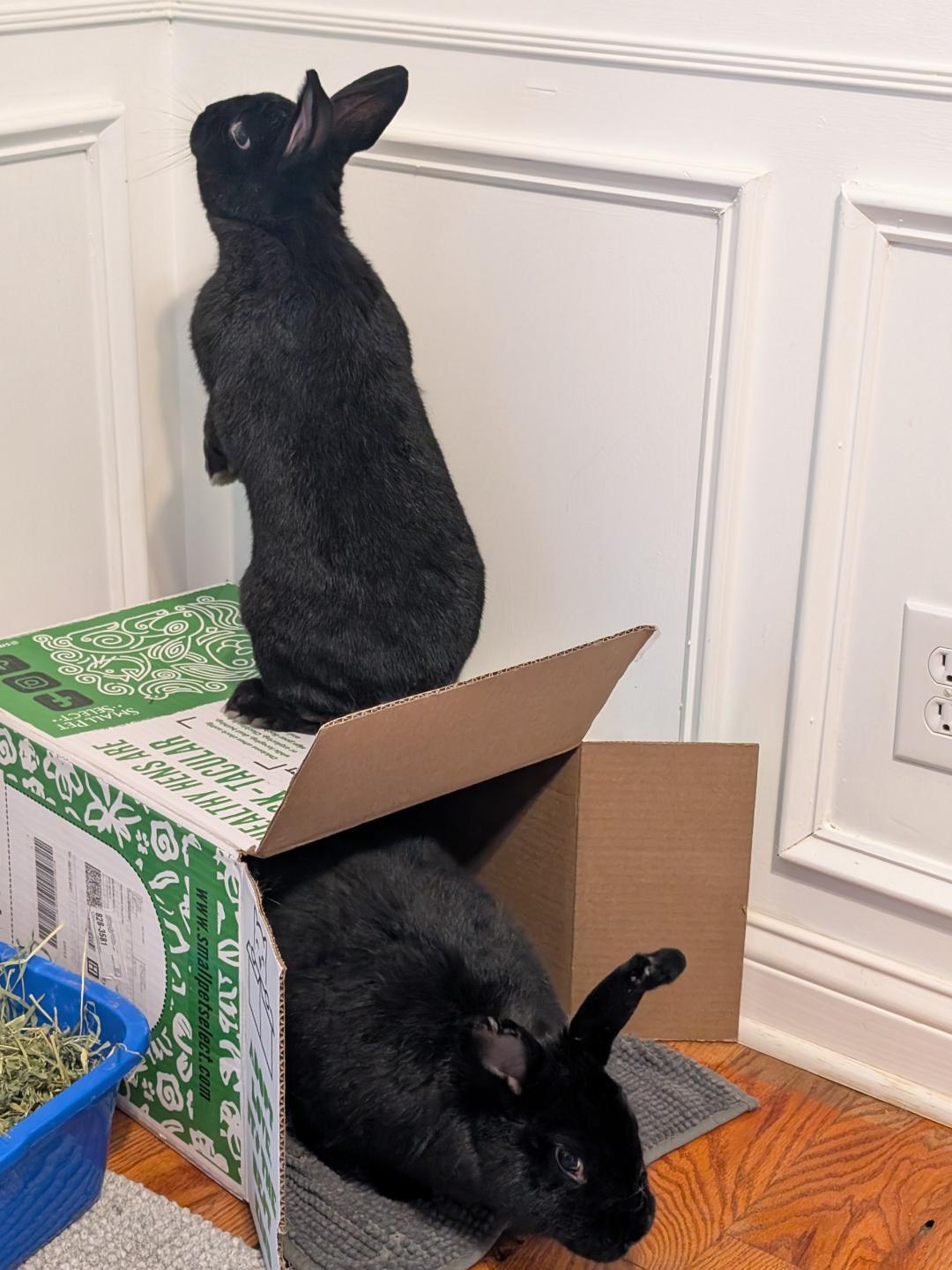 Enlarge Cora and Onyx, a Adoptable Bunny Rabbit in Lee's Summit, MO image 2/3