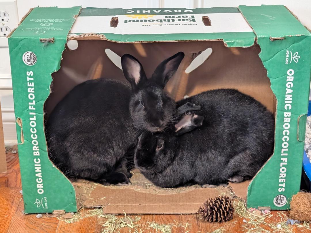 Enlarge Cora and Onyx, a Adoptable Bunny Rabbit in Lee's Summit, MO image 1/3