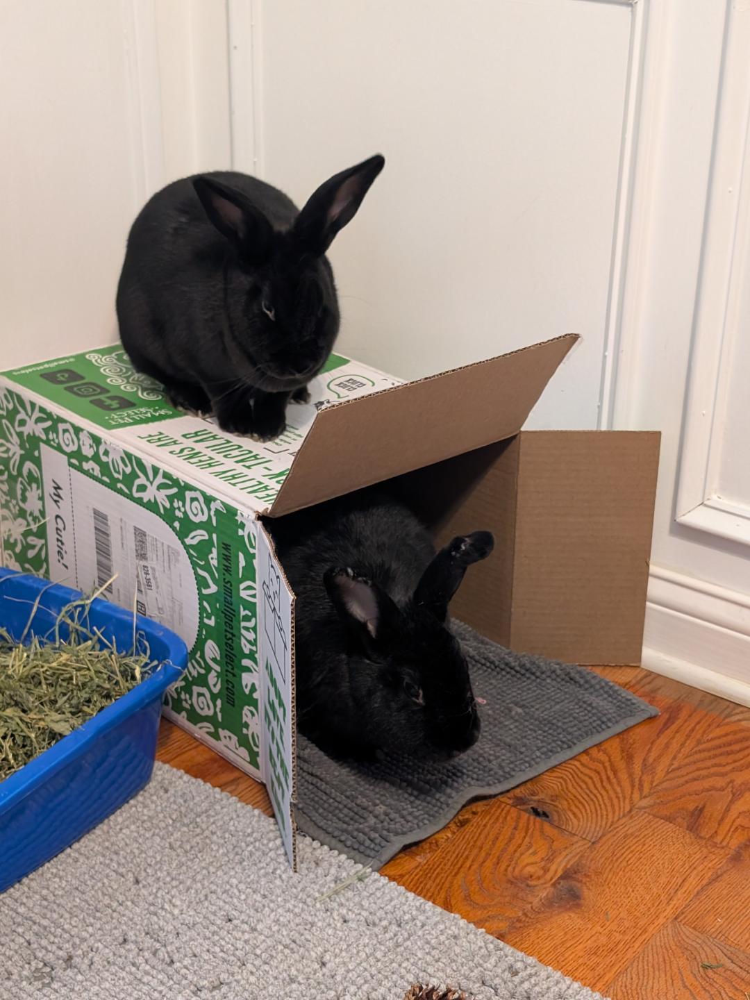 Enlarge Cora and Onyx, a Adoptable Bunny Rabbit in Lee's Summit, MO image 3/3