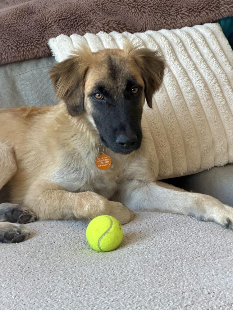 Mallory, Adoptable, Young Female Collie & Labrador Retriever.