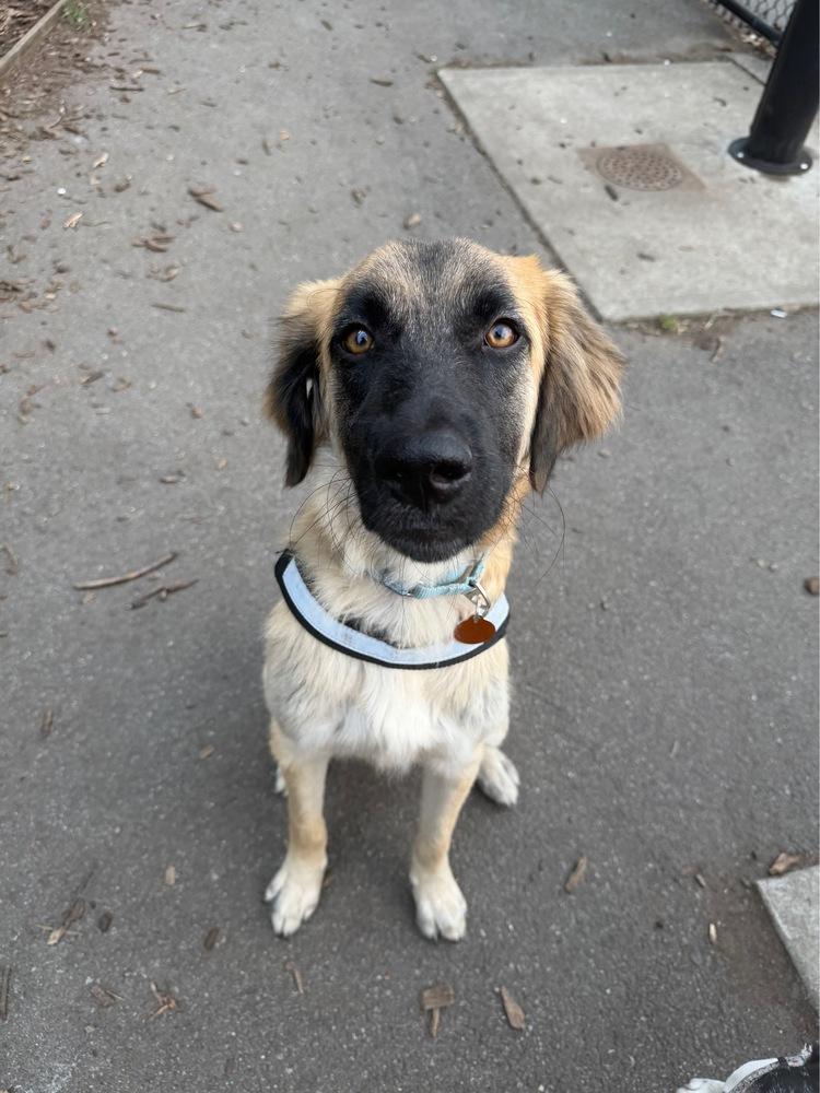 Enlarge Mallory, a Adoptable mixed breed in Manhattan, NY image 2/4