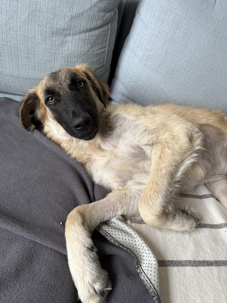 Enlarge Mallory, a Adoptable mixed breed in Manhattan, NY image 3/4