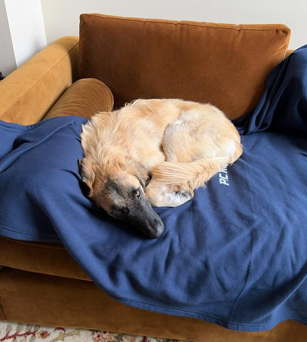 Enlarge Mallory, a Adoptable mixed breed in Manhattan, NY image 4/4