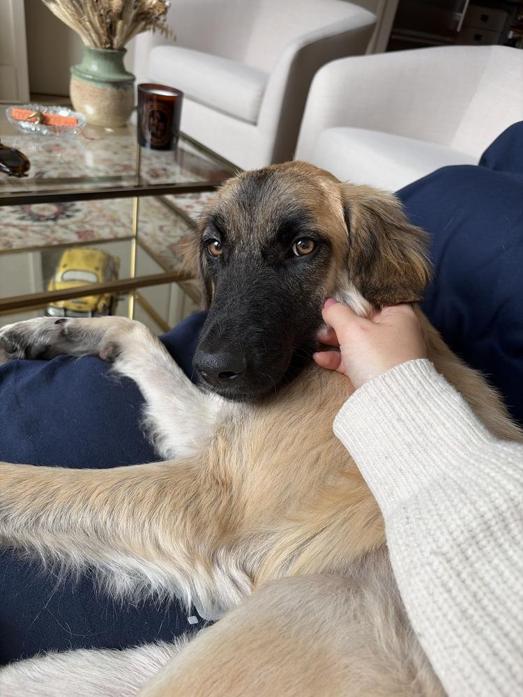 Enlarge Mallory, a Adoptable mixed breed in Manhattan, NY image 5/6