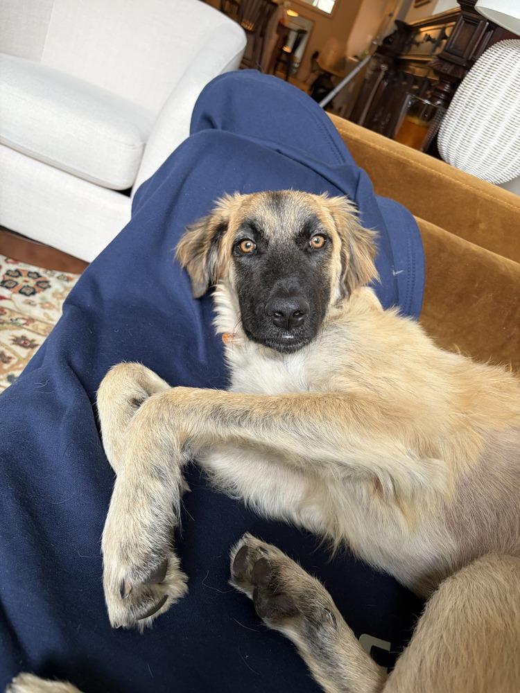 Enlarge Mallory, a Adoptable mixed breed in Manhattan, NY image 6/6