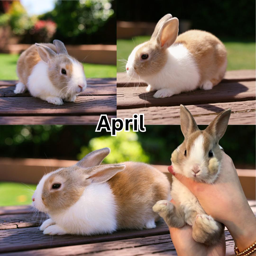 April, Adoptable, Baby Female Dutch.