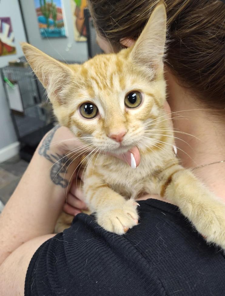 Enlarge Sunny, a Adopted Domestic Short Hair in Columbus, OH image 2/2
