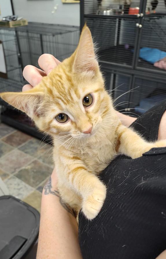 Sunny, Adopted, Kitten Male Domestic Short Hair.