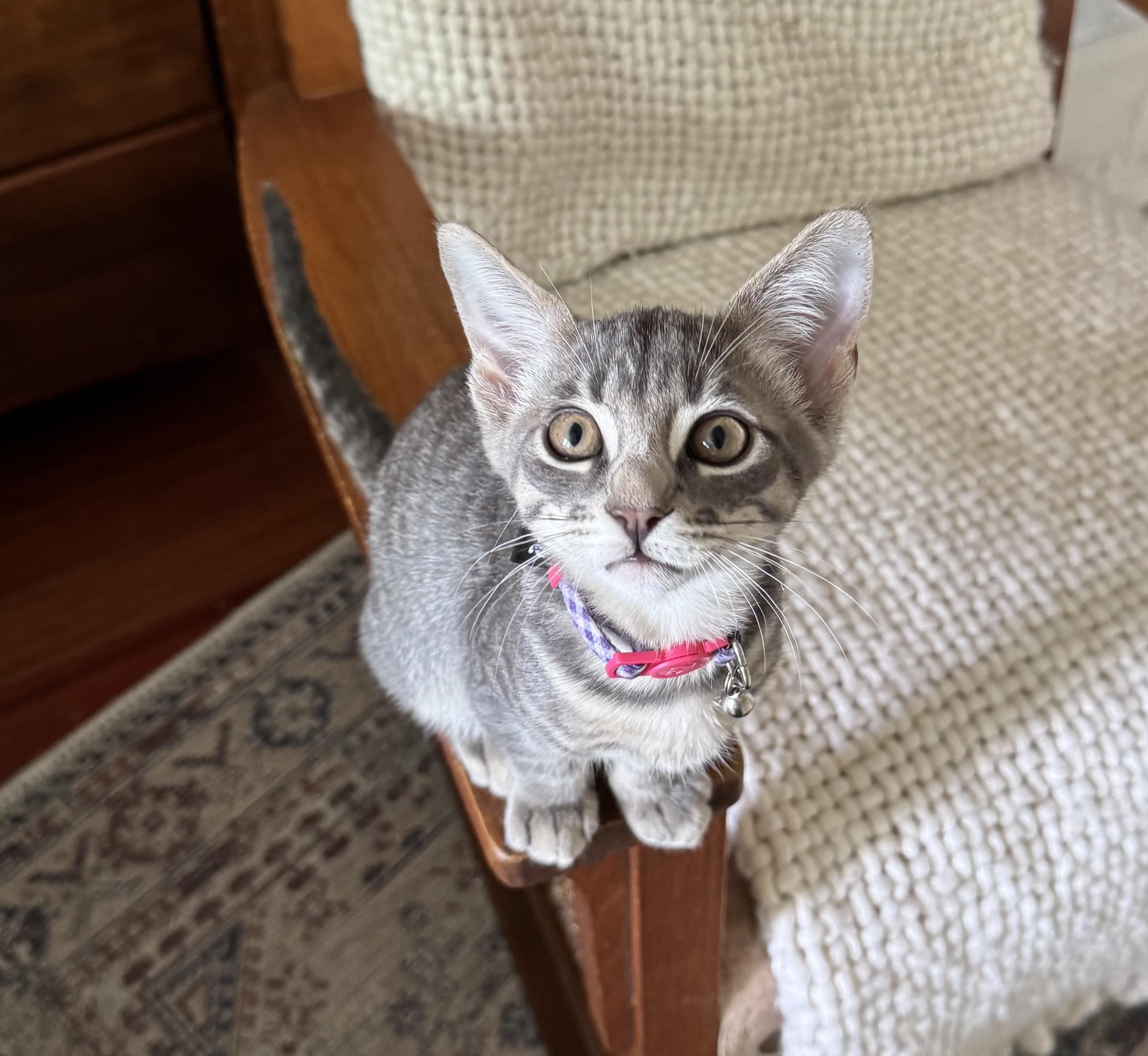 Enlarge sweet Willow, a ADOPTABLE mixed breed in Los Angeles, CA image 1/4