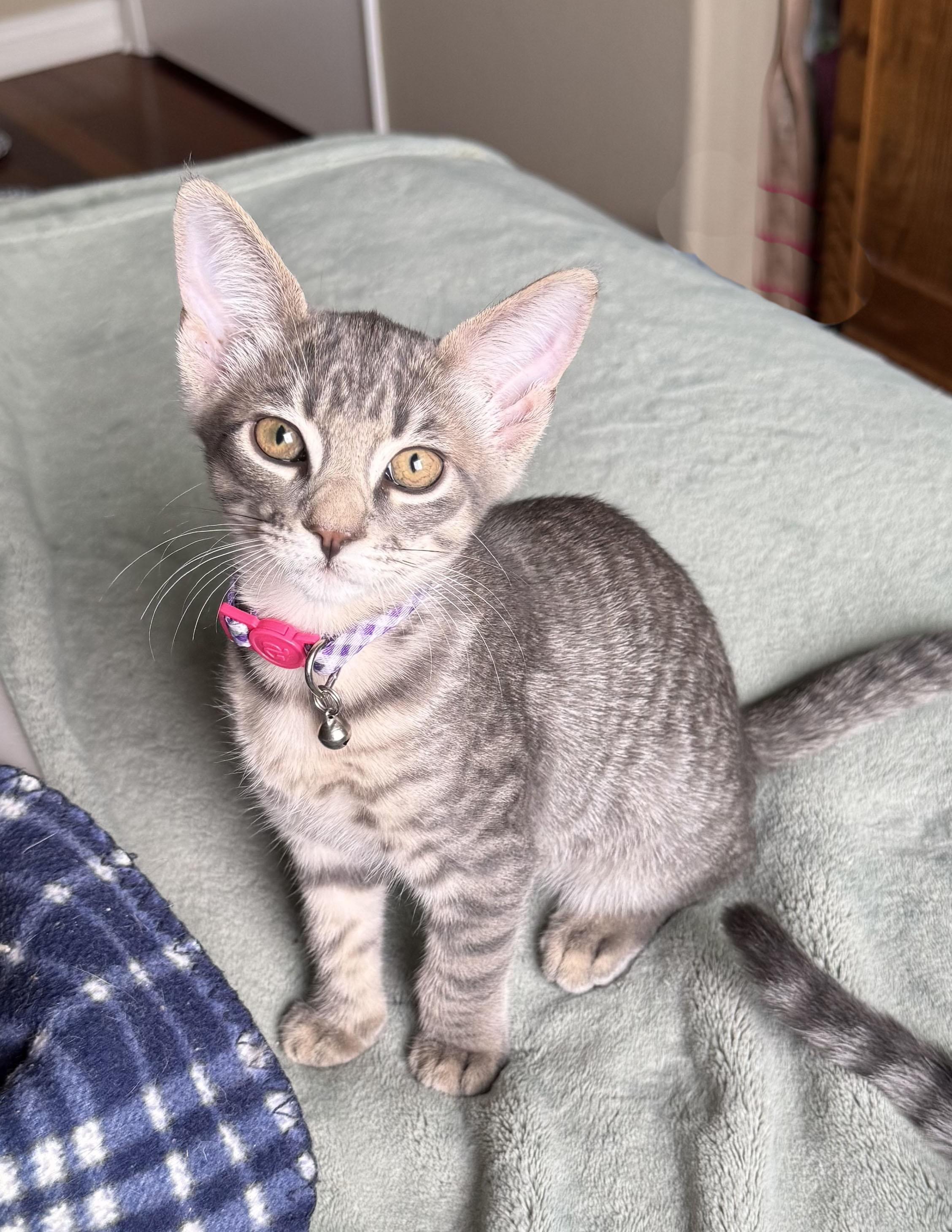 Enlarge sweet Willow, a ADOPTABLE mixed breed in Los Angeles, CA image 2/4