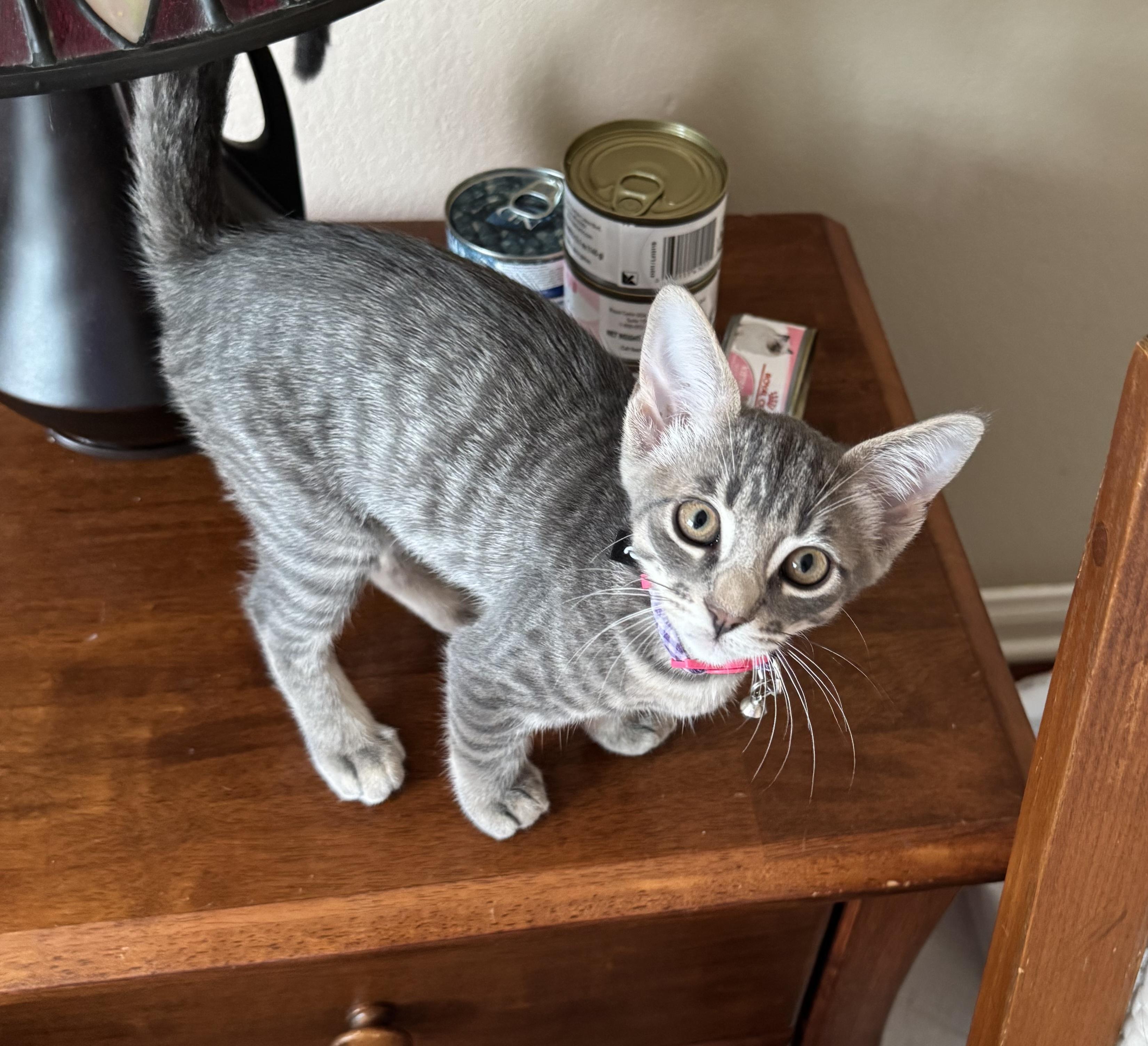 Willow, ADOPTABLE, Kitten Female Tabby & American Shorthair.