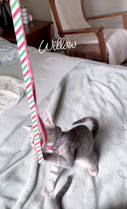 Enlarge sweet Willow, a ADOPTABLE mixed breed in Los Angeles, CA video 4/4