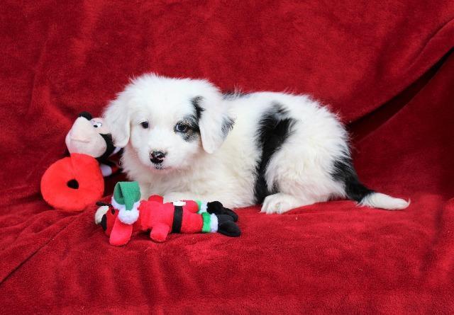 Luna (Tammy Tucker), Adopted, Adult Female Border Collie.