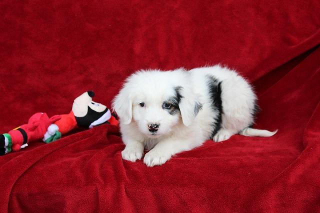 Enlarge Luna (Tammy Tucker), a Adopted Border Collie in Arlington, TX image 2/5