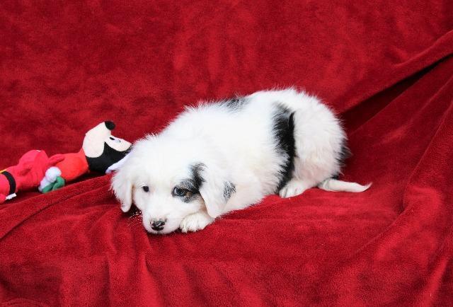 Enlarge Luna (Tammy Tucker), a Adopted Border Collie in Arlington, TX image 3/5