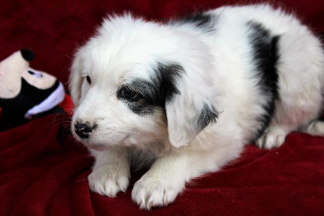 Enlarge Luna (Tammy Tucker), a Adopted Border Collie in Arlington, TX image 4/5