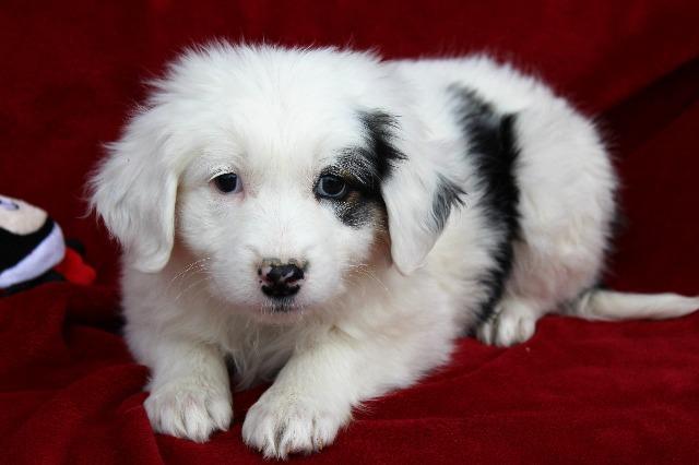 Enlarge Luna (Tammy Tucker), a Adopted Border Collie in Arlington, TX image 5/5