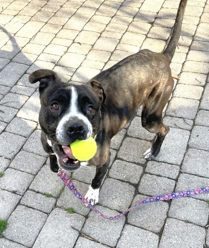 Bert, Adoptable, Adult Male Terrier & Mixed Breed.