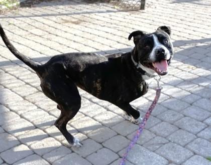 Bert, a Adoptable mixed breed in Washington, DC image 2/3