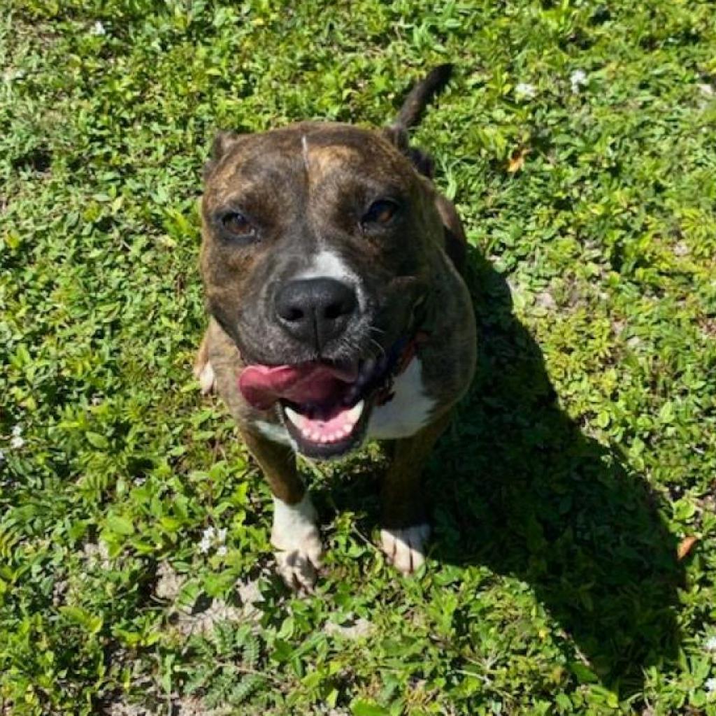 Sky, Adult Female Pit Bull Terrier