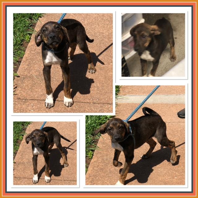 BOWIE, ADOPTABLE, Puppy Male Australian Cattle Dog / Blue Heeler & Hound.