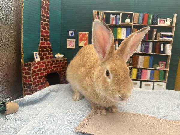 Fennekin, Adoptable, Baby Male New Zealand.