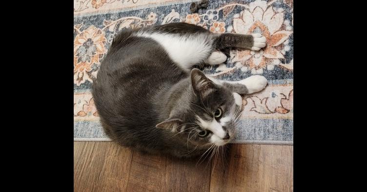 Enlarge Bella, a Adoptable Domestic Short Hair in Plymouth, MN image 1/3