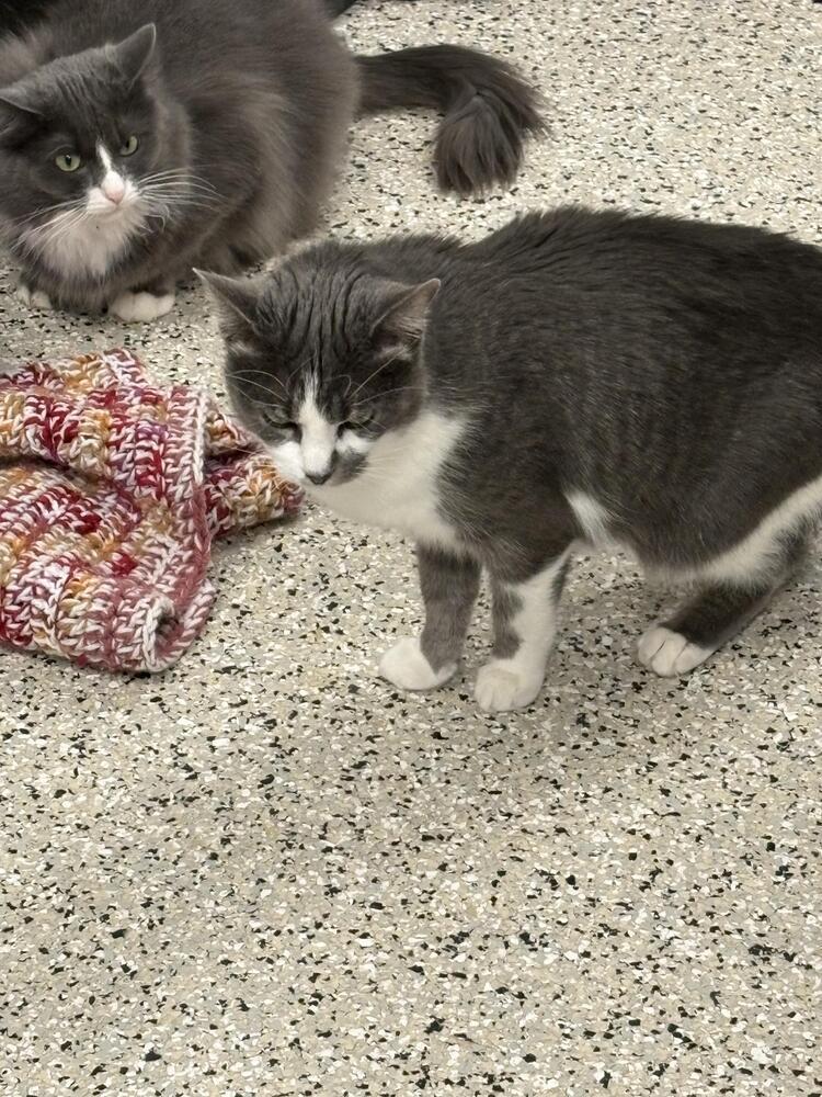 Enlarge Bella, a Adoptable Domestic Short Hair in Plymouth, MN image 2/3