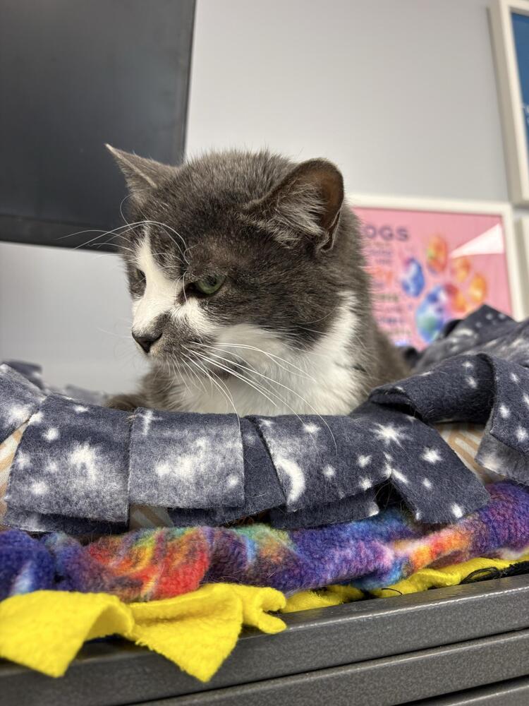 Enlarge Bella, a Adoptable Domestic Short Hair in Plymouth, MN image 3/3