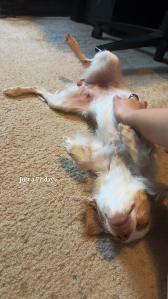 Enlarge Mamacita, a Adopted mixed breed in Clinton Township, MI image 1/1