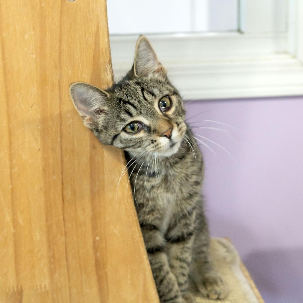 Enlarge Amora, a Adoptable Domestic Short Hair in McKean, PA image 1/5